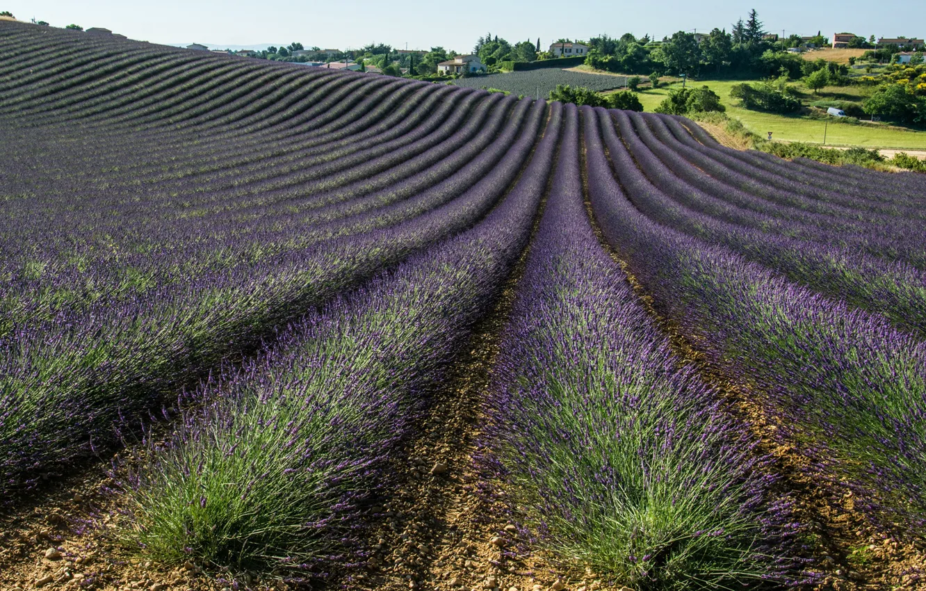 Photo wallpaper field, flowers, France, lavender, Valensole