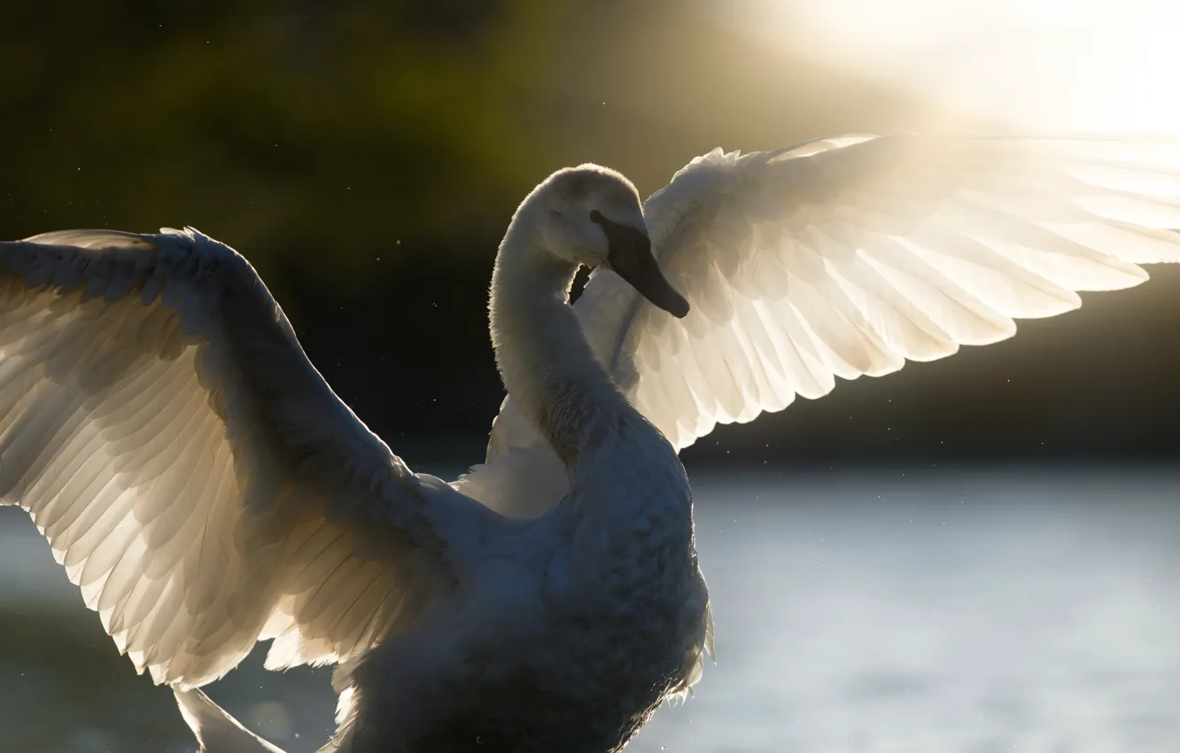 Photo wallpaper white, light, squirt, bird, swans, pond, flap