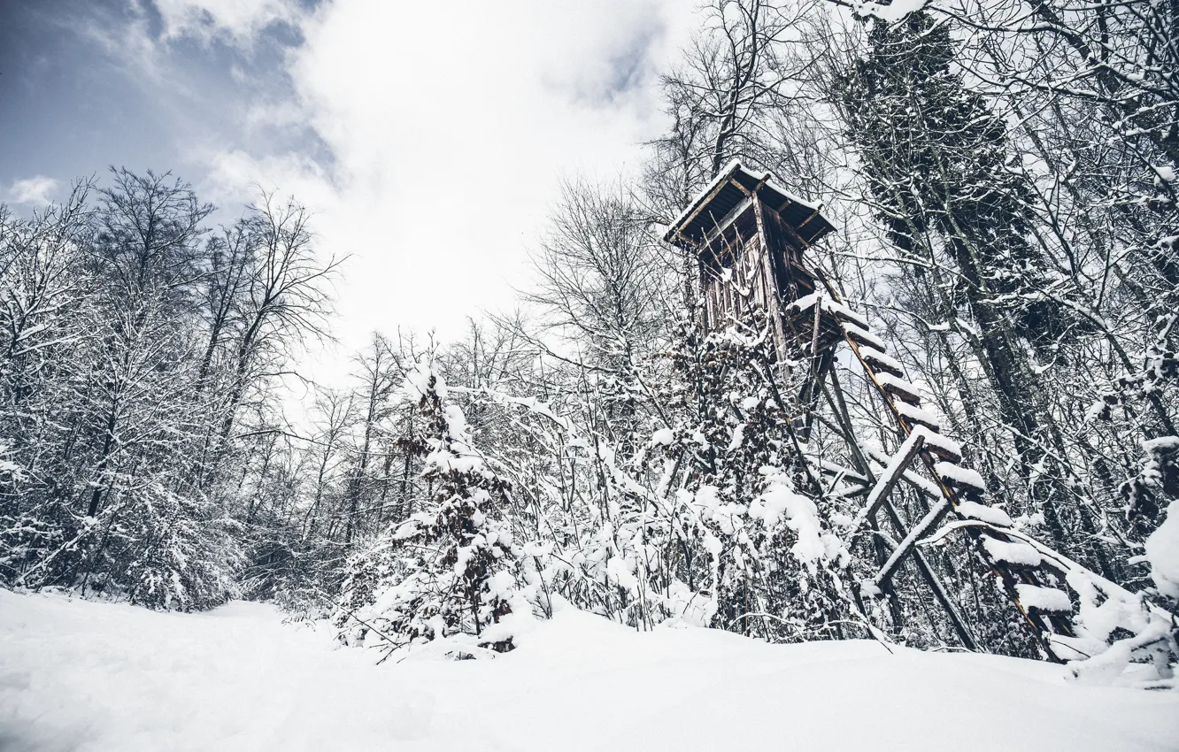 Photo wallpaper winter, forest, tower