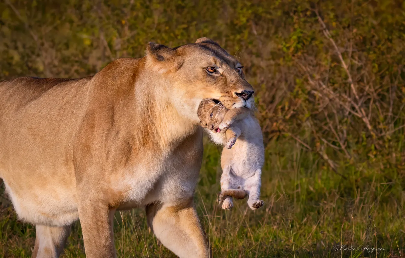 Photo wallpaper lioness, Cub, mother