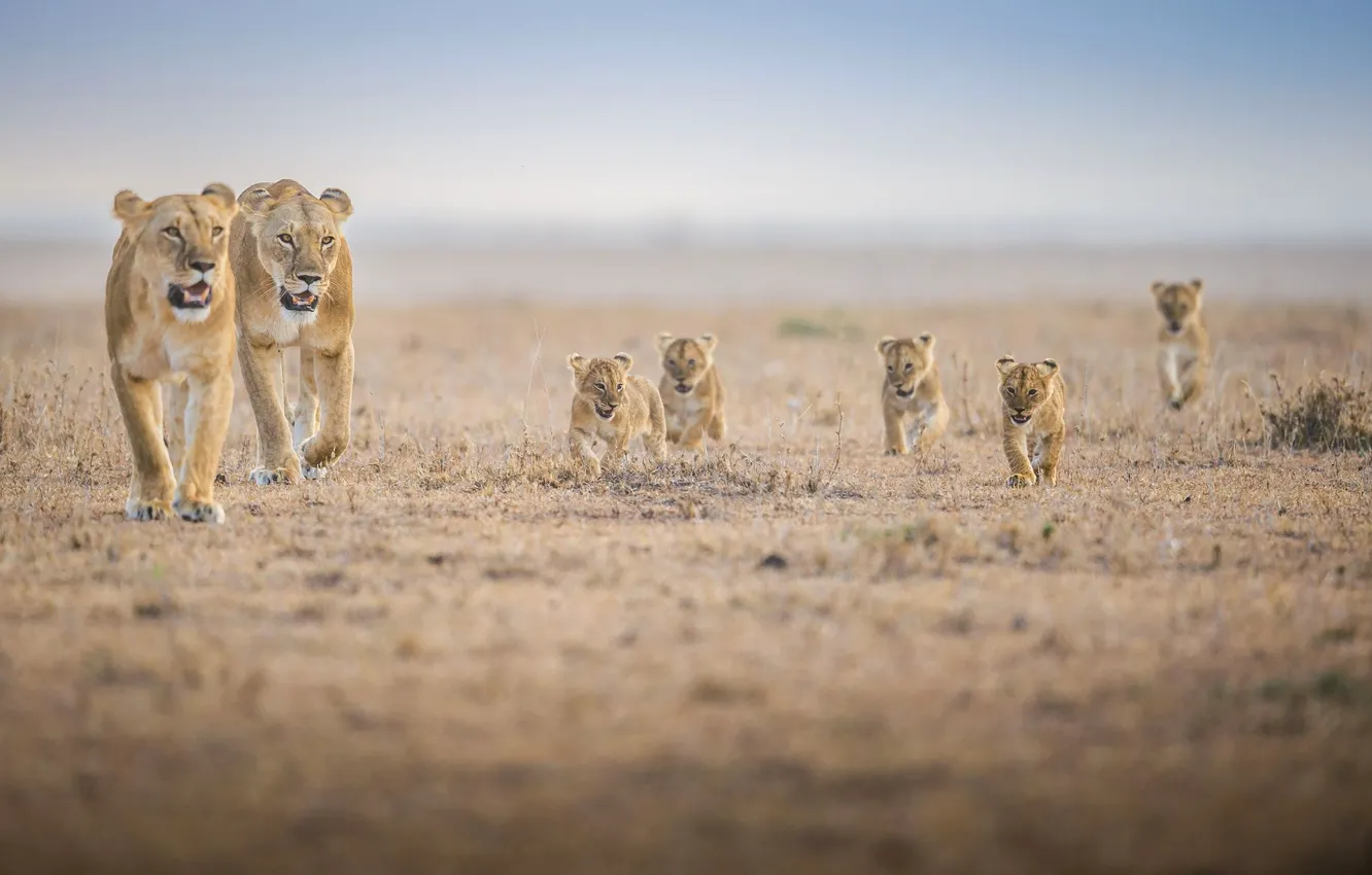 Photo wallpaper family, Africa, the cubs, lioness, lion, pride