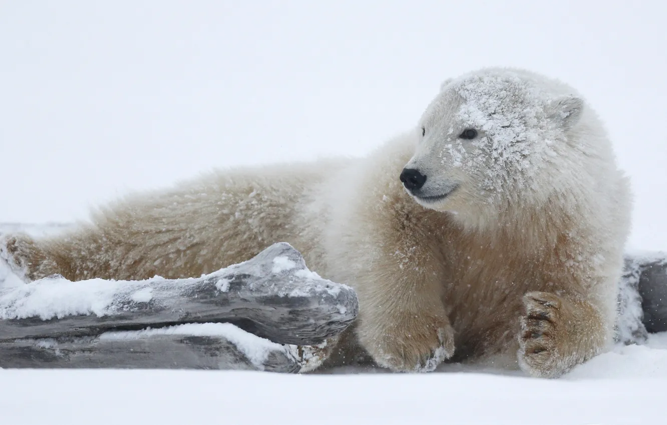 Photo wallpaper winter, white, look, face, snow, nature, pose, smile