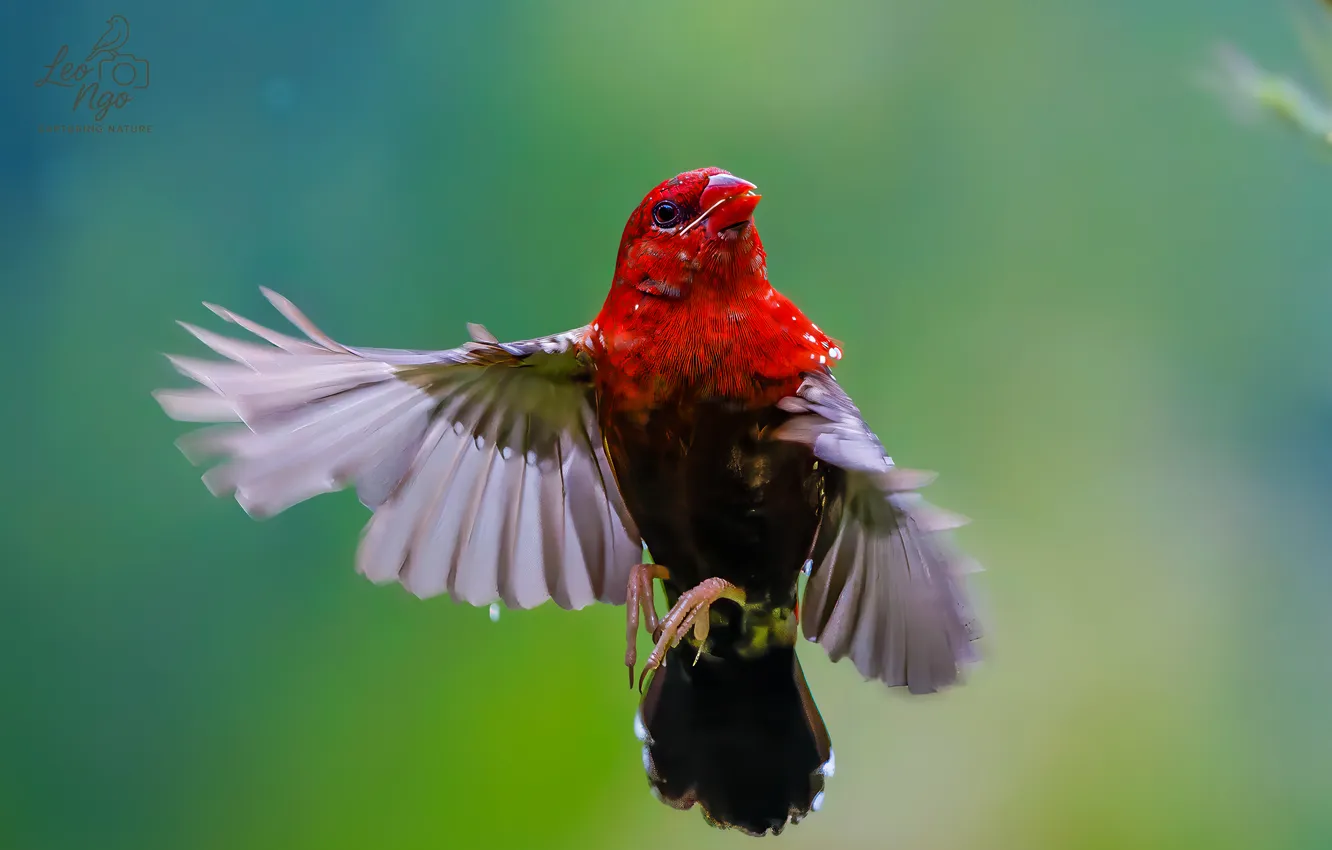 Photo wallpaper macro, flight, bird, flap, Ngo Leo
