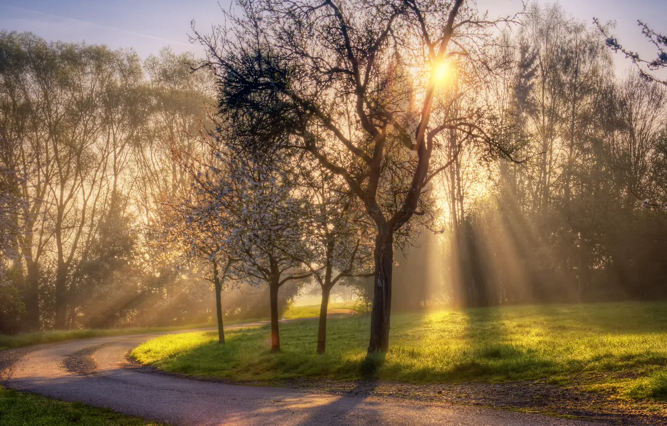 Photo wallpaper road, the sun, rays, nature, spring, CBE