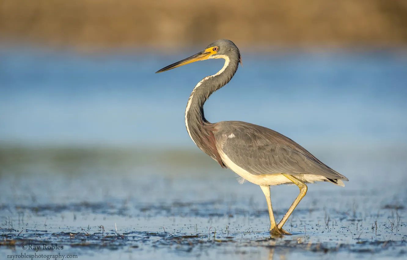 Photo wallpaper eyes, lake, bird, beak, neck, Heron, wildlife