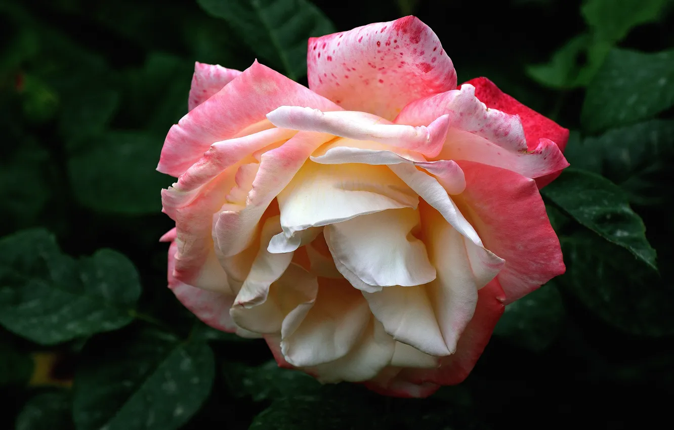 Photo wallpaper leaves, background, roses, pink, buds, two-tone