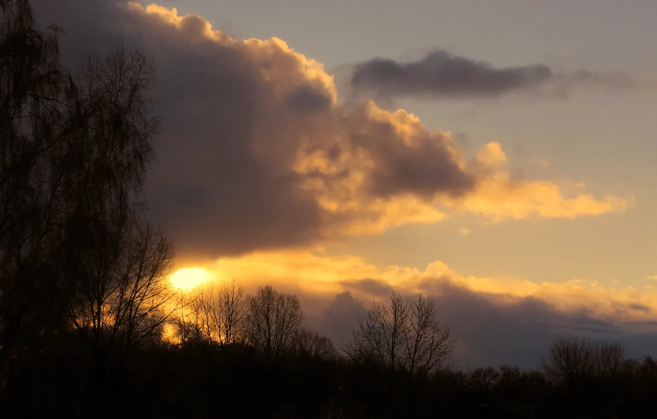 Photo wallpaper sky, sunset, cloud, tree