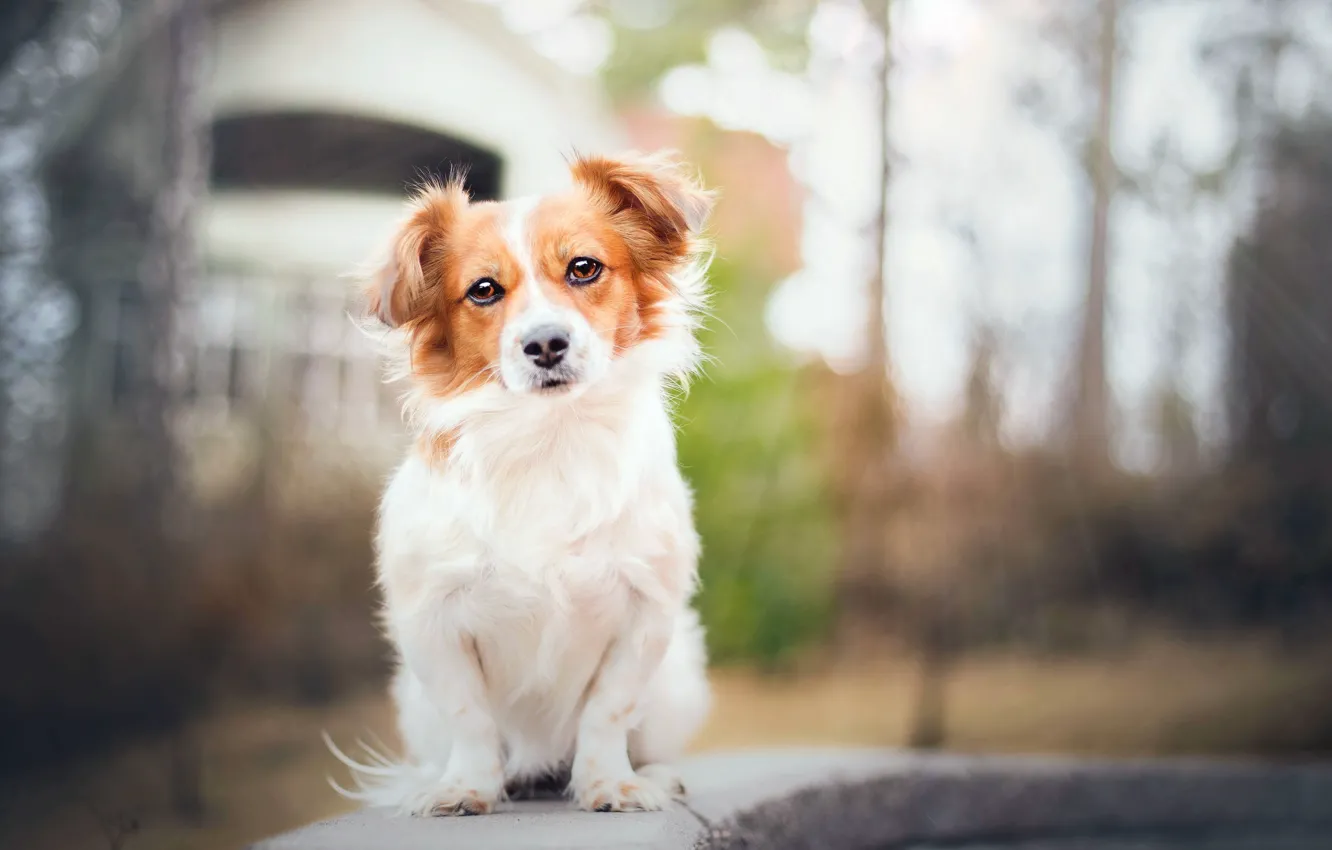 Photo wallpaper look, each, dog