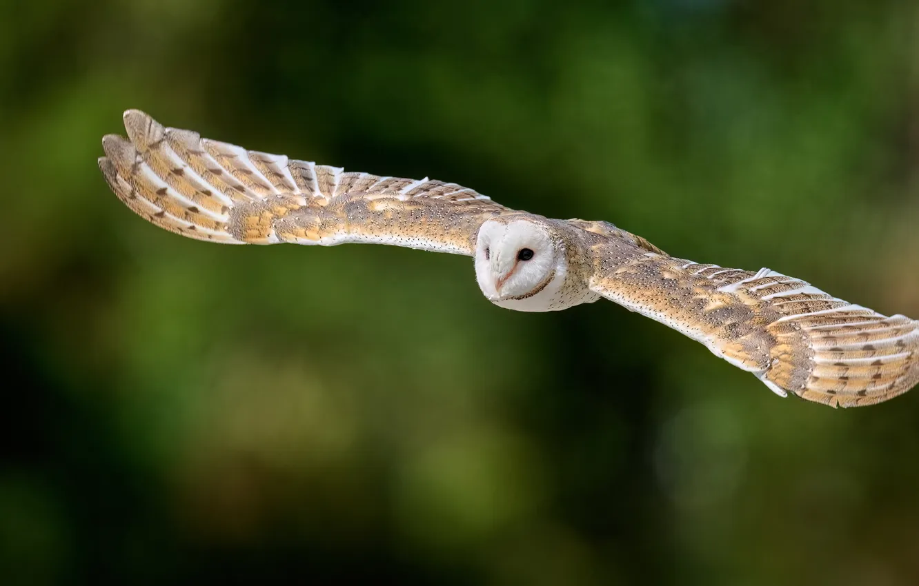 Photo wallpaper flight, owl, bird, green background, the barn owl, wingspan