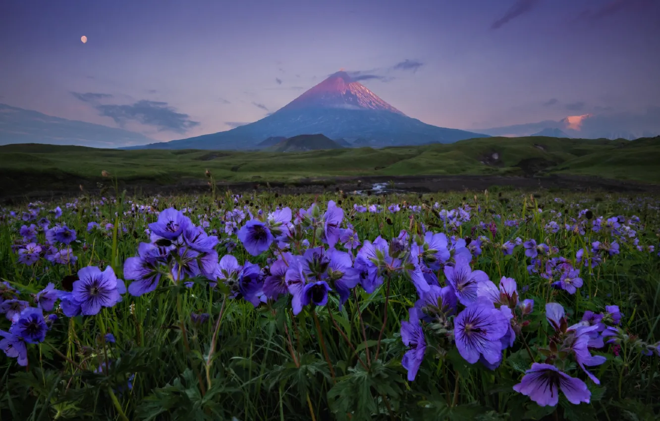 Photo wallpaper flowers, the evening, meadow, Kamchatka, volcano