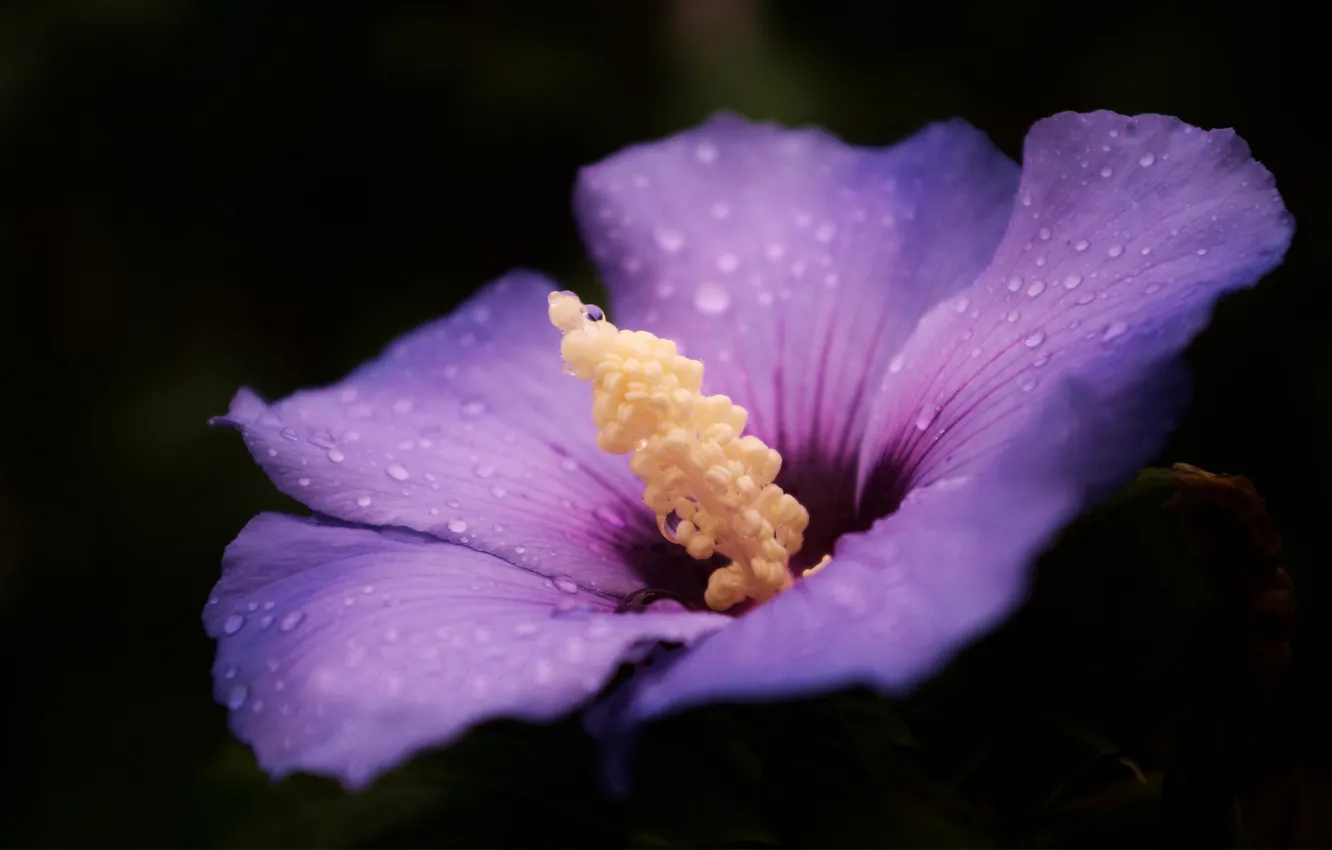 Photo wallpaper macro, flowers, Rosa, lilac