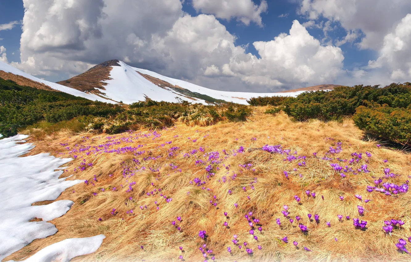 Photo wallpaper greens, clouds, snow, flowers, mountains, dry grass