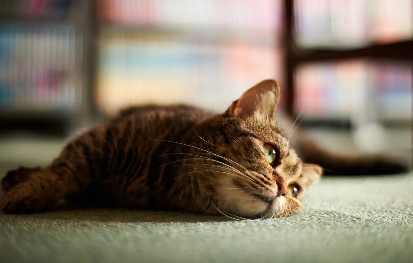 Photo wallpaper cat, look, floor, lies