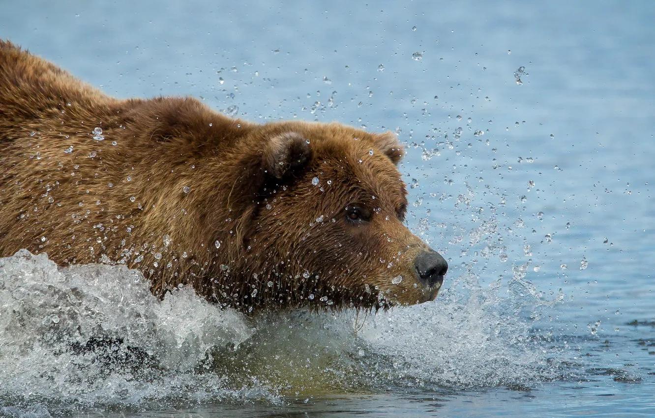 Photo wallpaper water, squirt, nature, bear