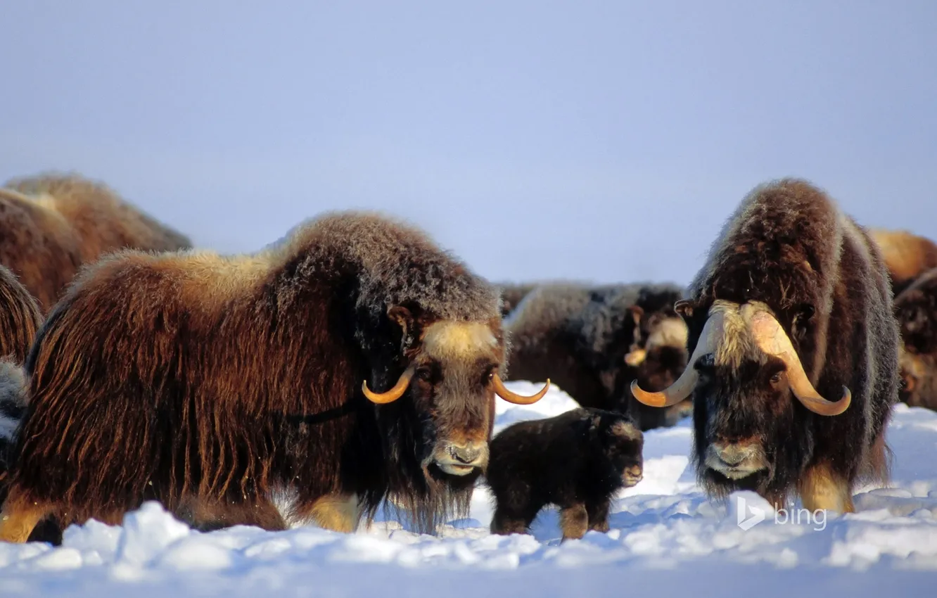 Photo wallpaper winter, snow, mountain, Alaska, fur, USA, musk ox, Brooks Range