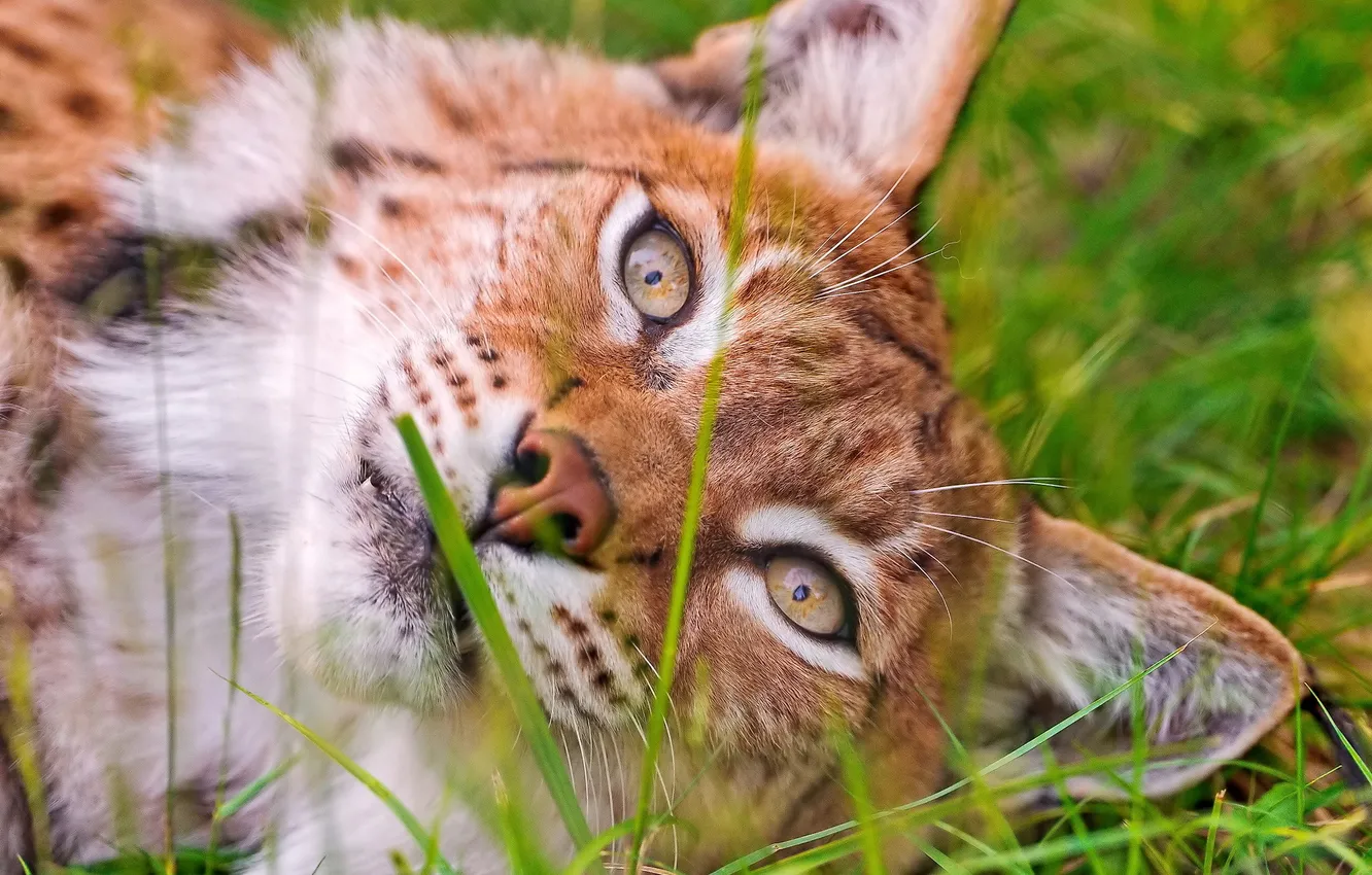 Photo wallpaper look, face, lies, lynx, wild cat