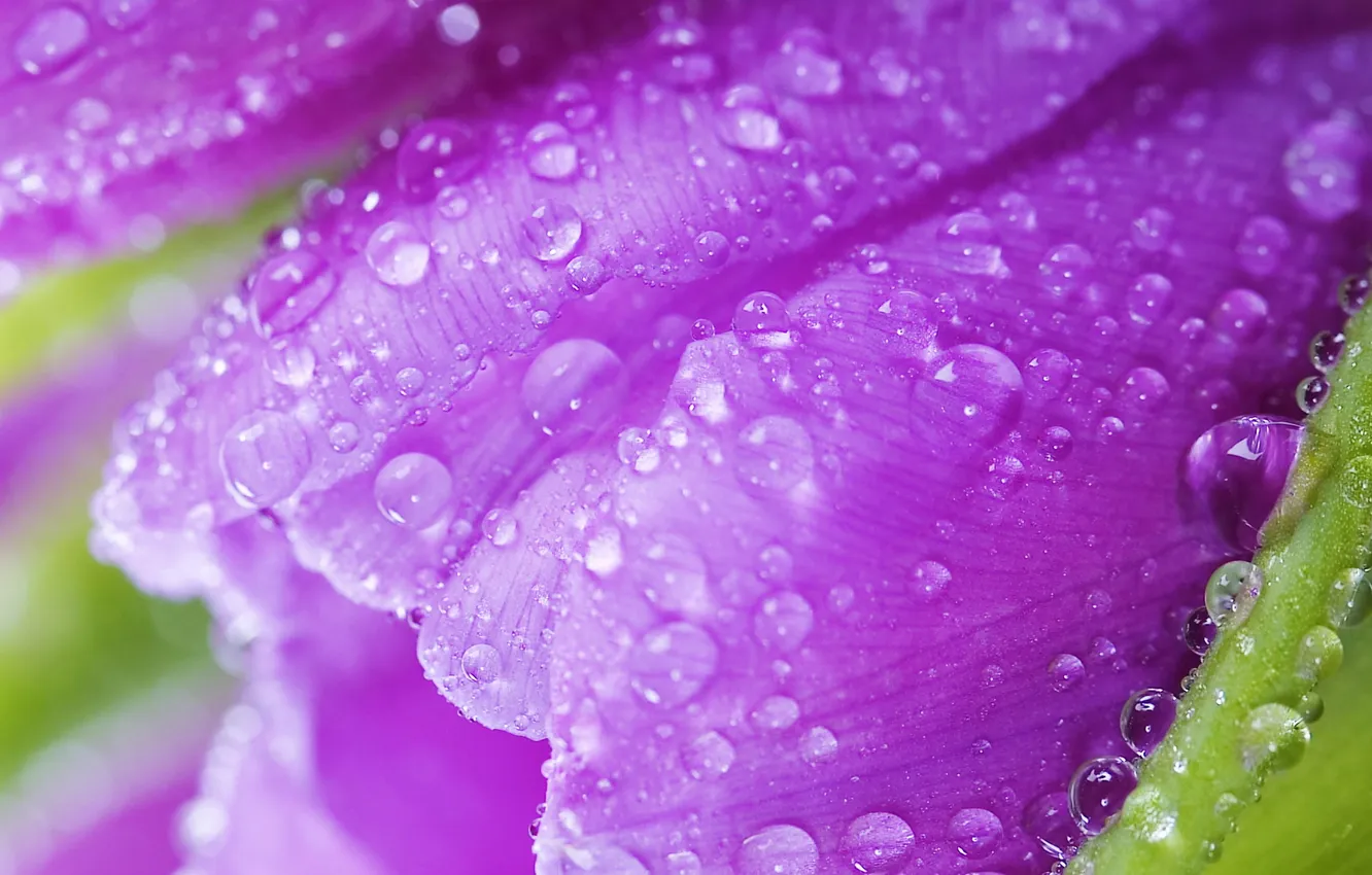 Photo wallpaper drops, macro, flowers, Rosa, bright, beauty, petals, purple