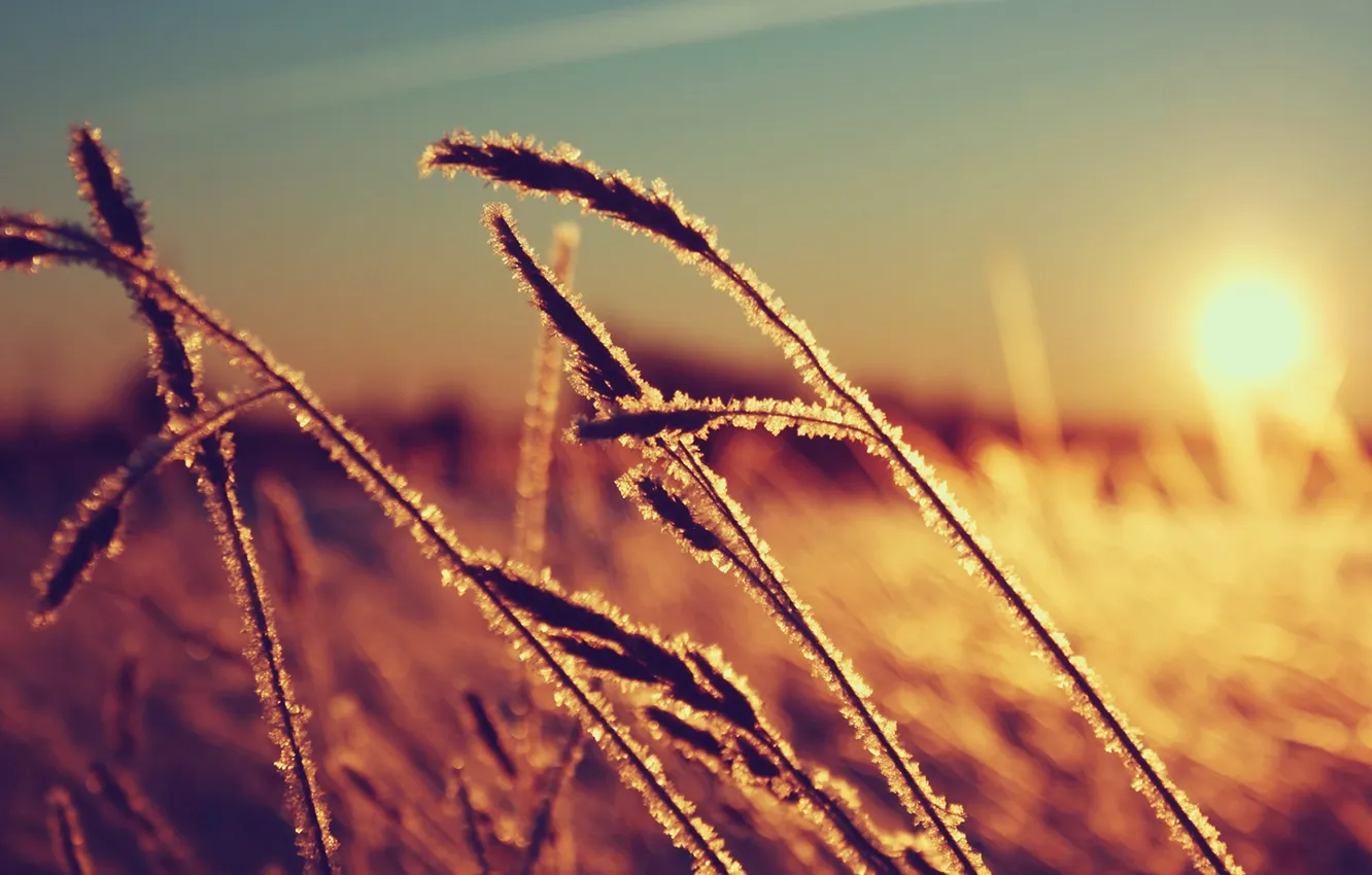 Photo wallpaper frost, the sun, sunset