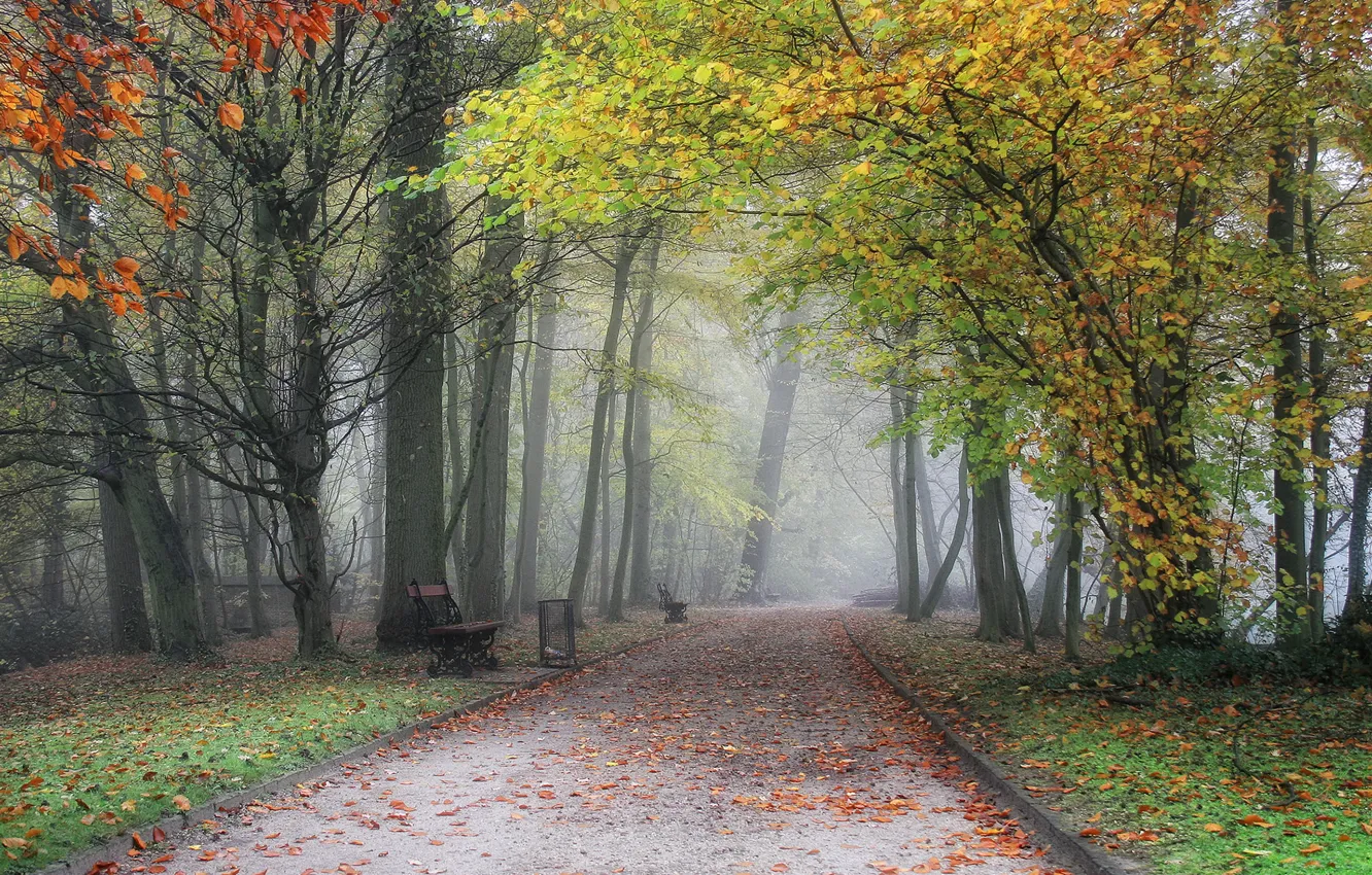 Photo wallpaper autumn, bench, fog, Park, track, Belgium, alley, trees