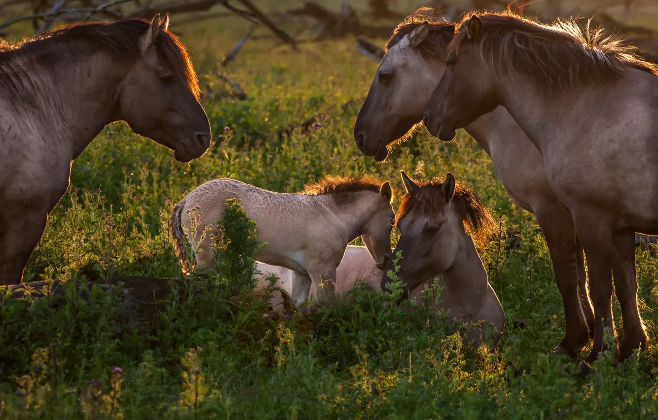 Photo wallpaper grass, light, nature, horse, glade, horse, cub, mother