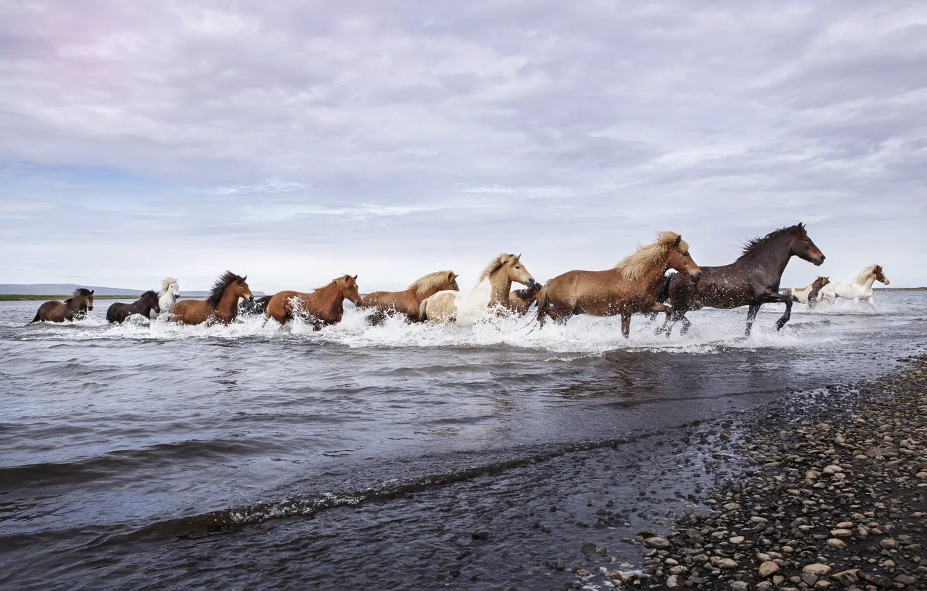 Photo wallpaper nature, river, horses