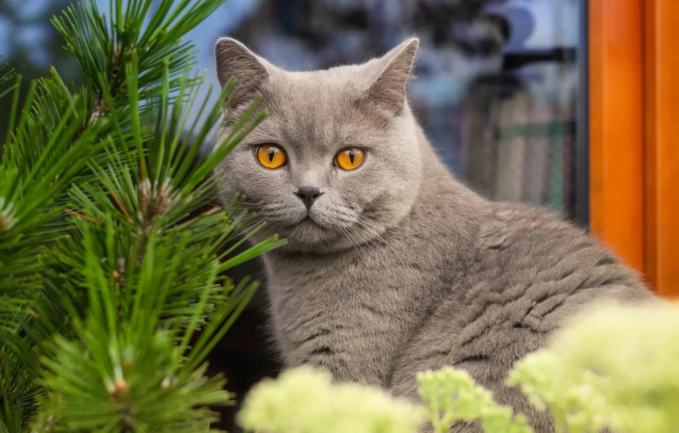 Photo wallpaper cat, cat, look, face, branches, pose, grey, plant