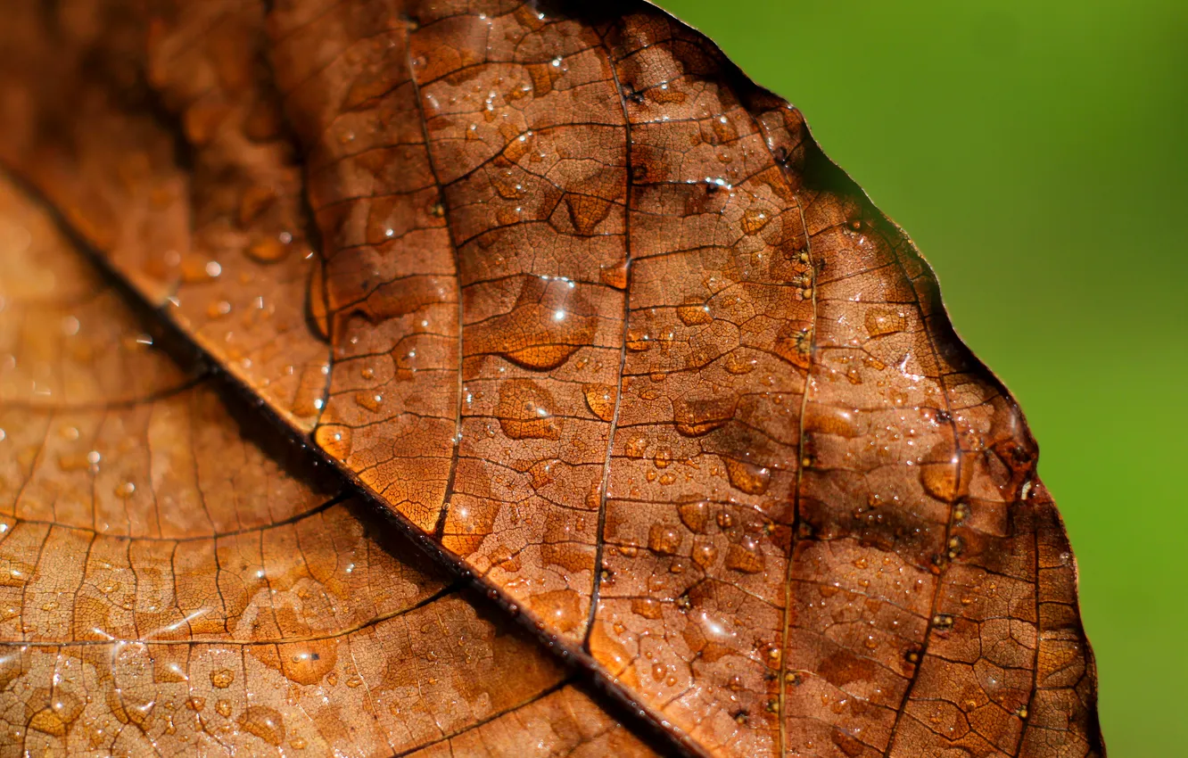Photo wallpaper autumn, drops, leaf, Braun