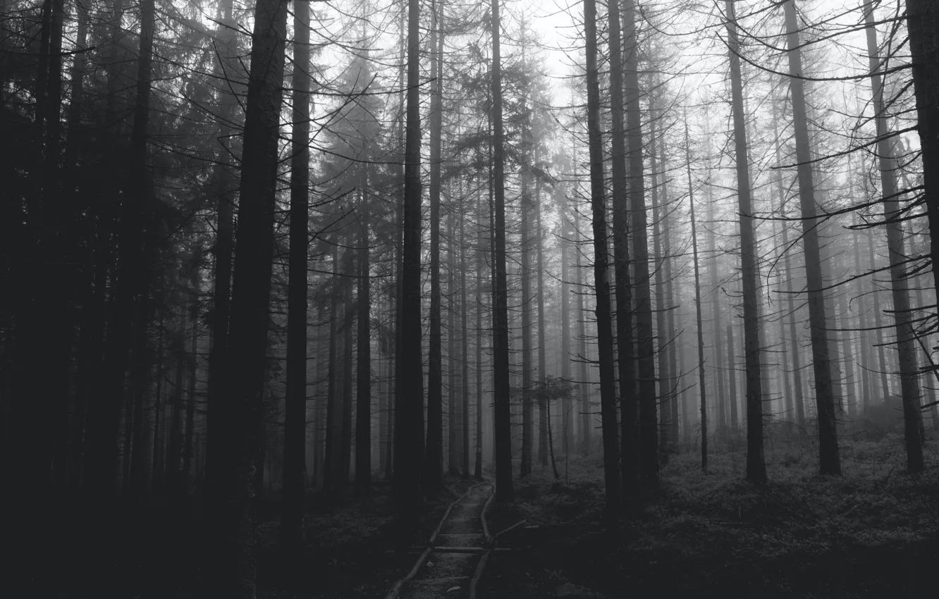 Photo wallpaper forest, trees, nature, black & white, black and white, monochrome, path