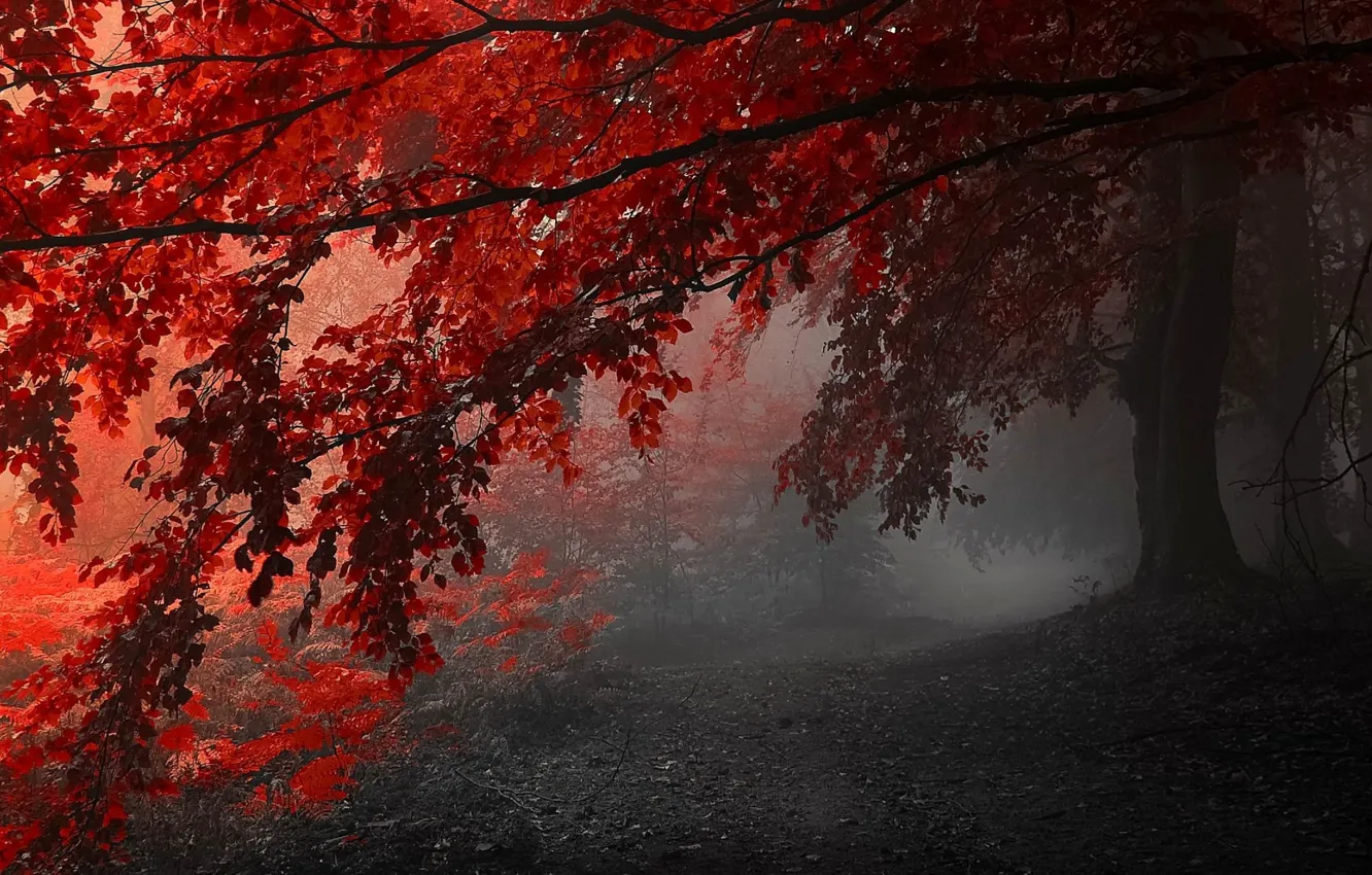 Photo wallpaper autumn, forest, trees, branches, foliage, shadow, twilight