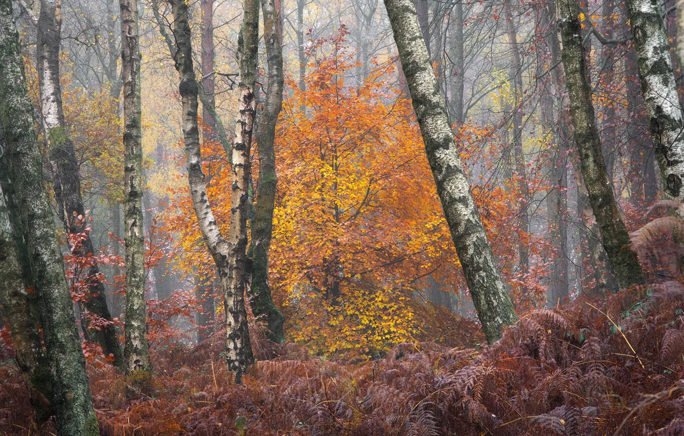 Photo wallpaper autumn, forest, trees, yellow, thickets, foliage, trunk, fern