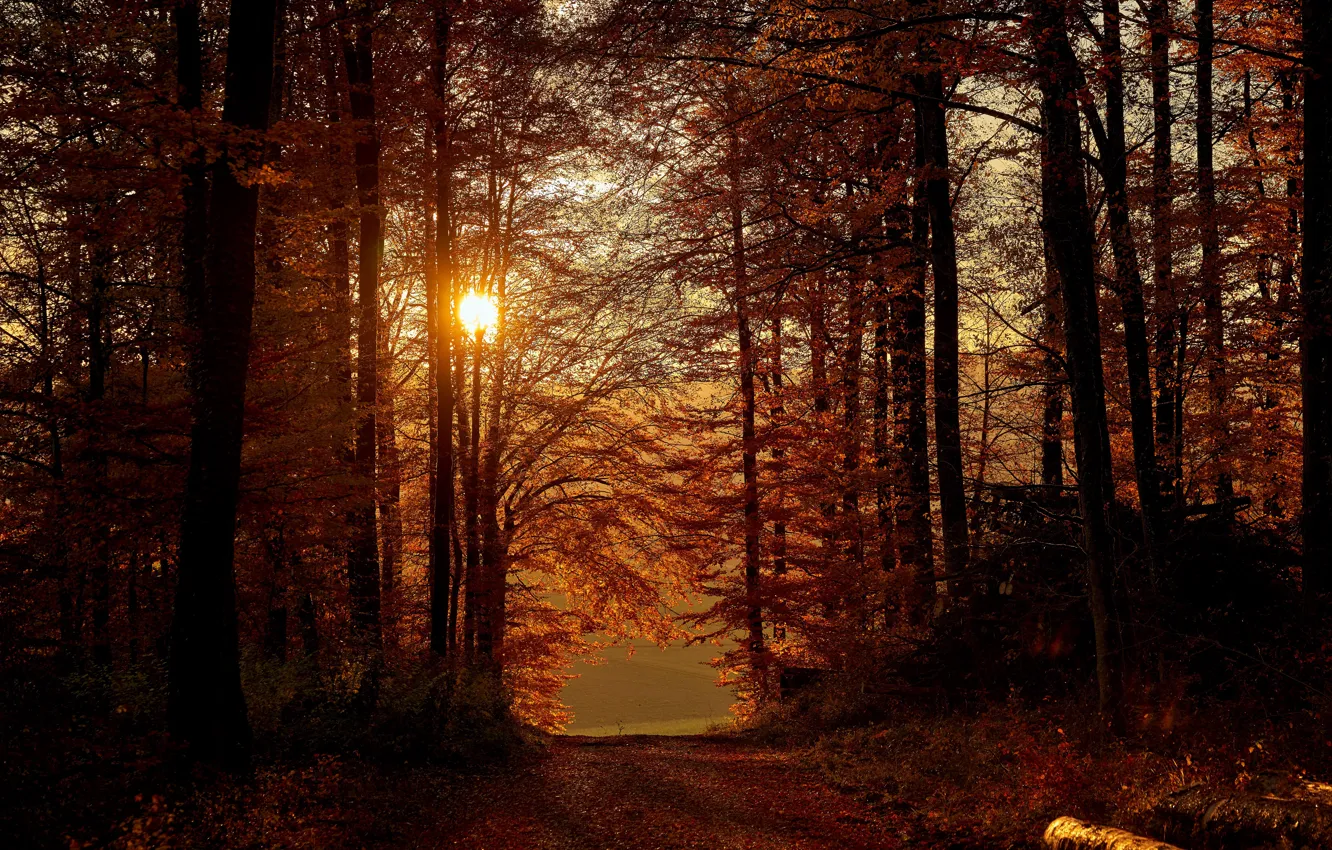 Photo wallpaper autumn, forest, the sun, light, trees, sunset, branches, path