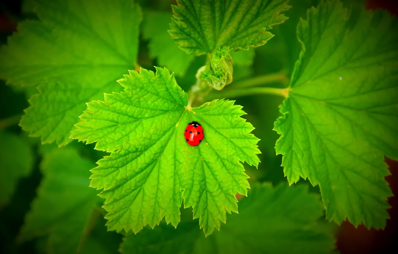Photo wallpaper leaves, ladybug, beetle, BlackBerry