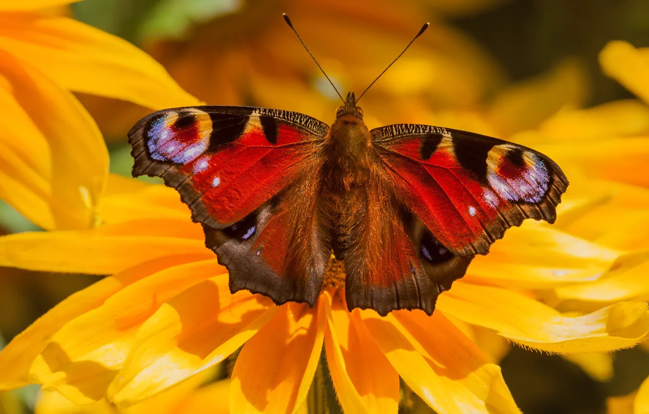 Photo wallpaper macro, flowers, orange, butterfly, bright