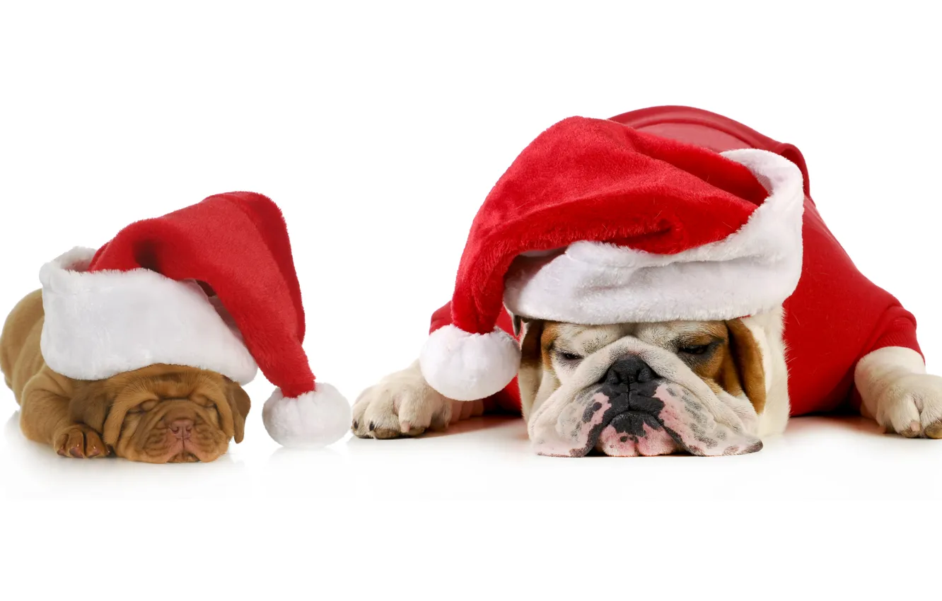 Photo wallpaper animals, dogs, red, holiday, new year, cute, puppies, pair
