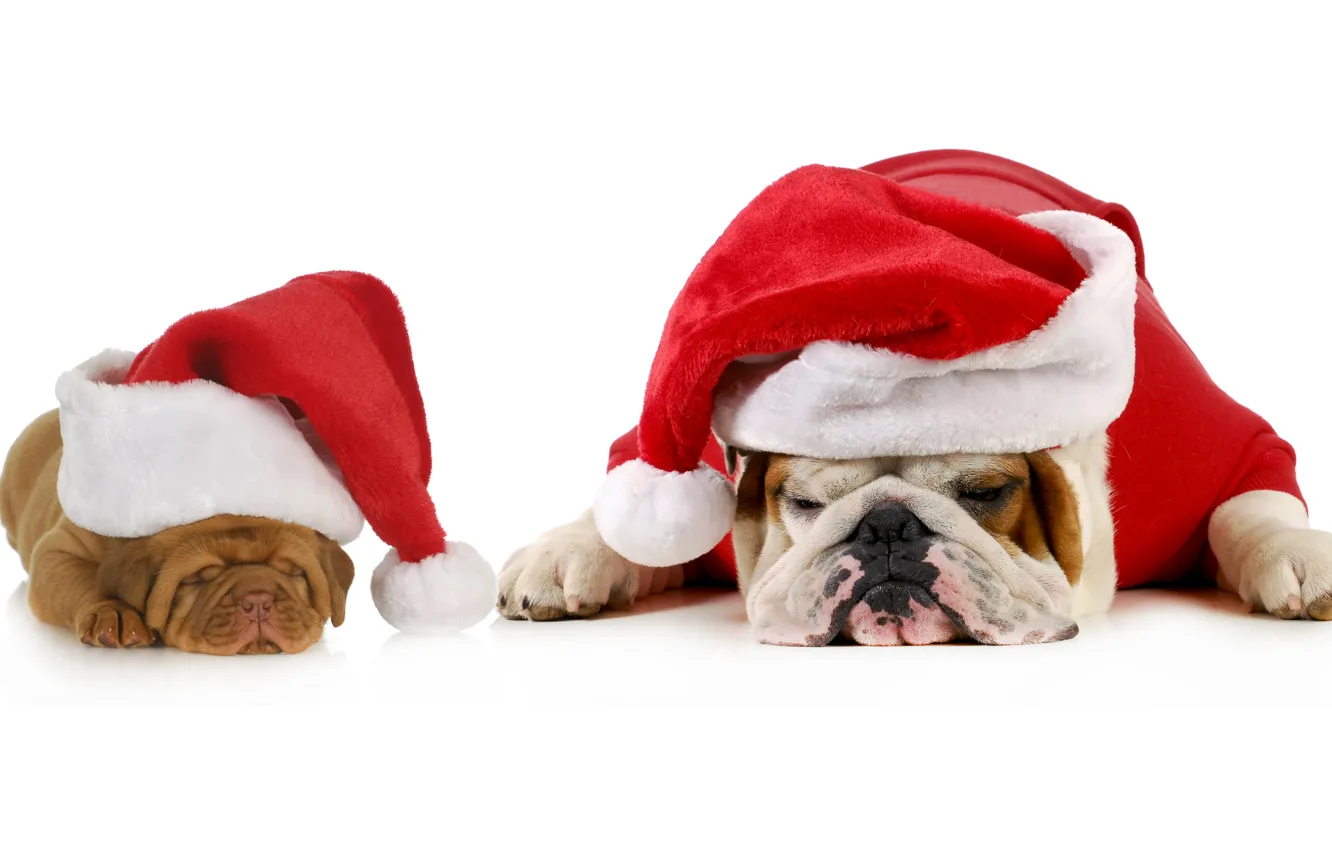 Photo wallpaper red, animal, holiday, new year, cute, dog, pair, sleeping
