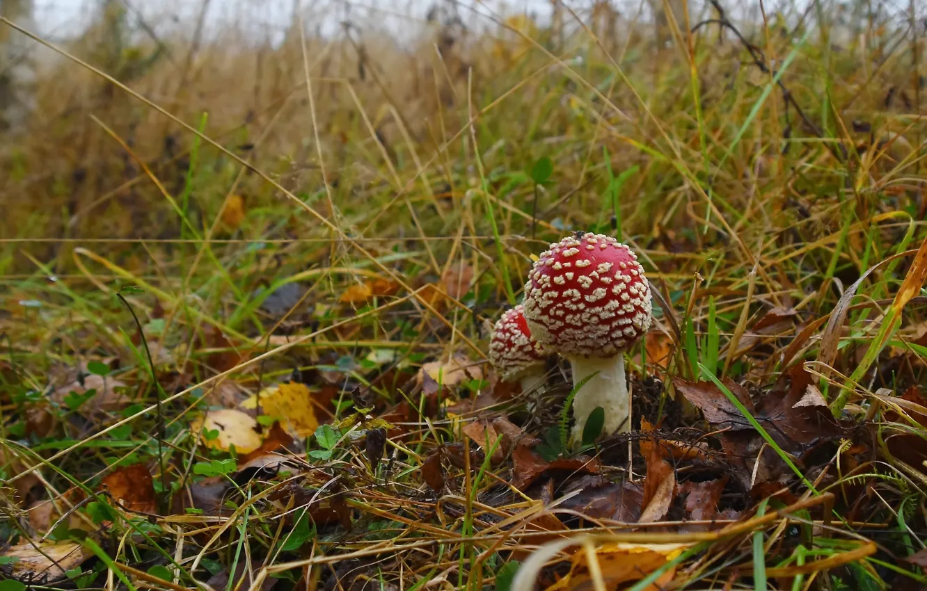 Photo wallpaper autumn, nature, mushrooms, mushroom