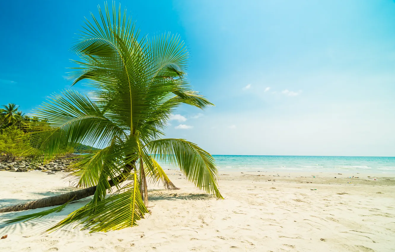Photo wallpaper sand, sea, wave, beach, summer, the sky, palm trees, shore