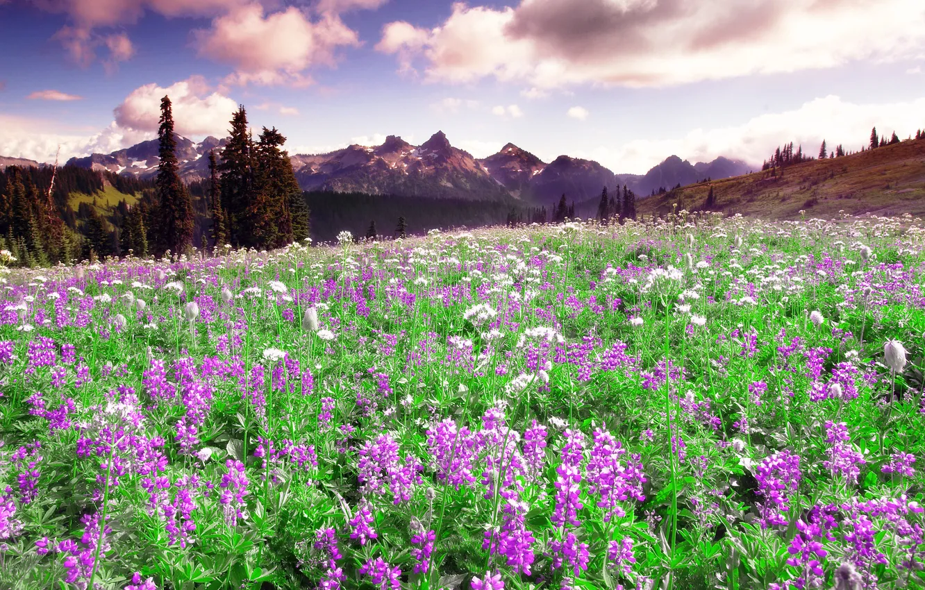 Photo wallpaper field, forest, flowers, meadow