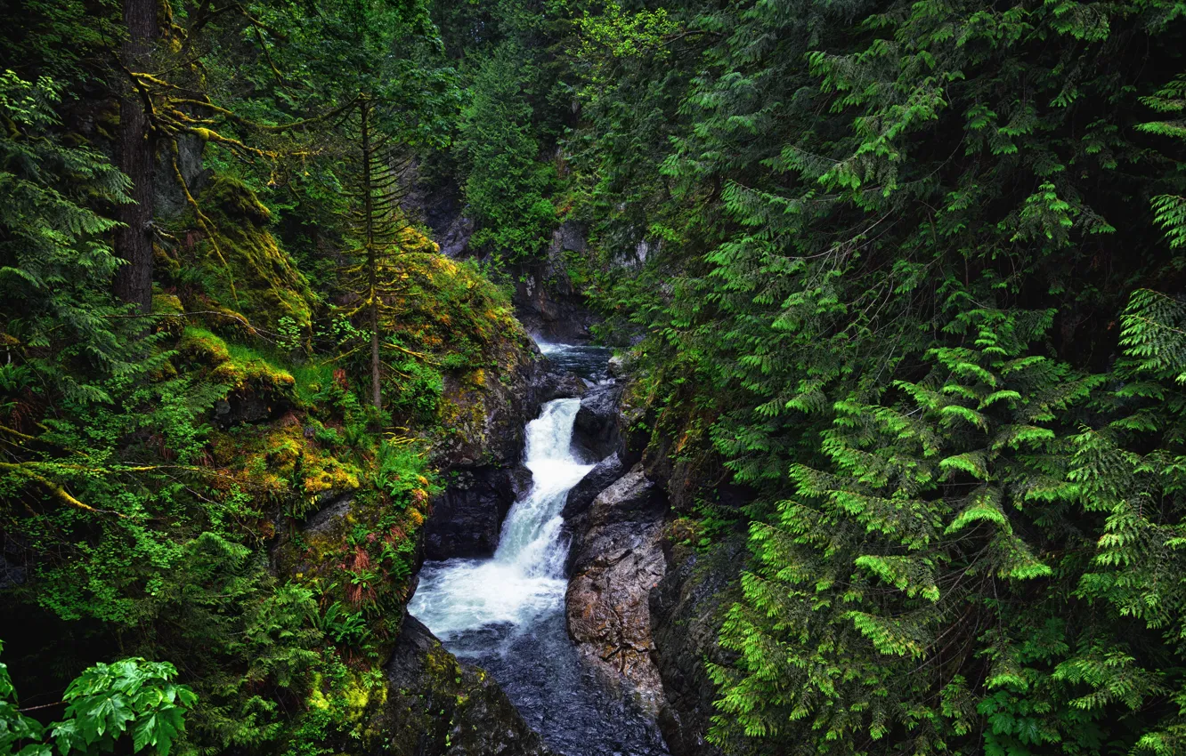 Photo wallpaper forest, water, nature, river, stones, rocks, waterfall
