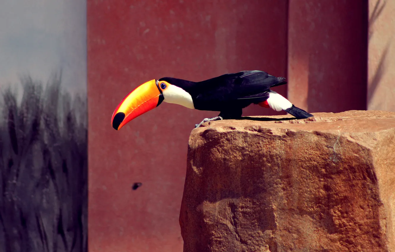 Photo wallpaper bird, black, feathers, beak, Toucan