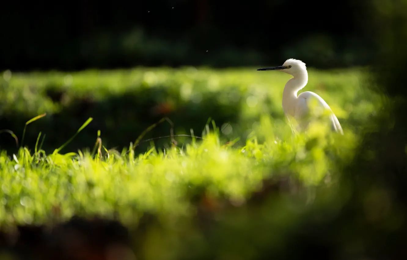 Photo wallpaper greens, white, grass, light, nature, the dark background, bird, glade