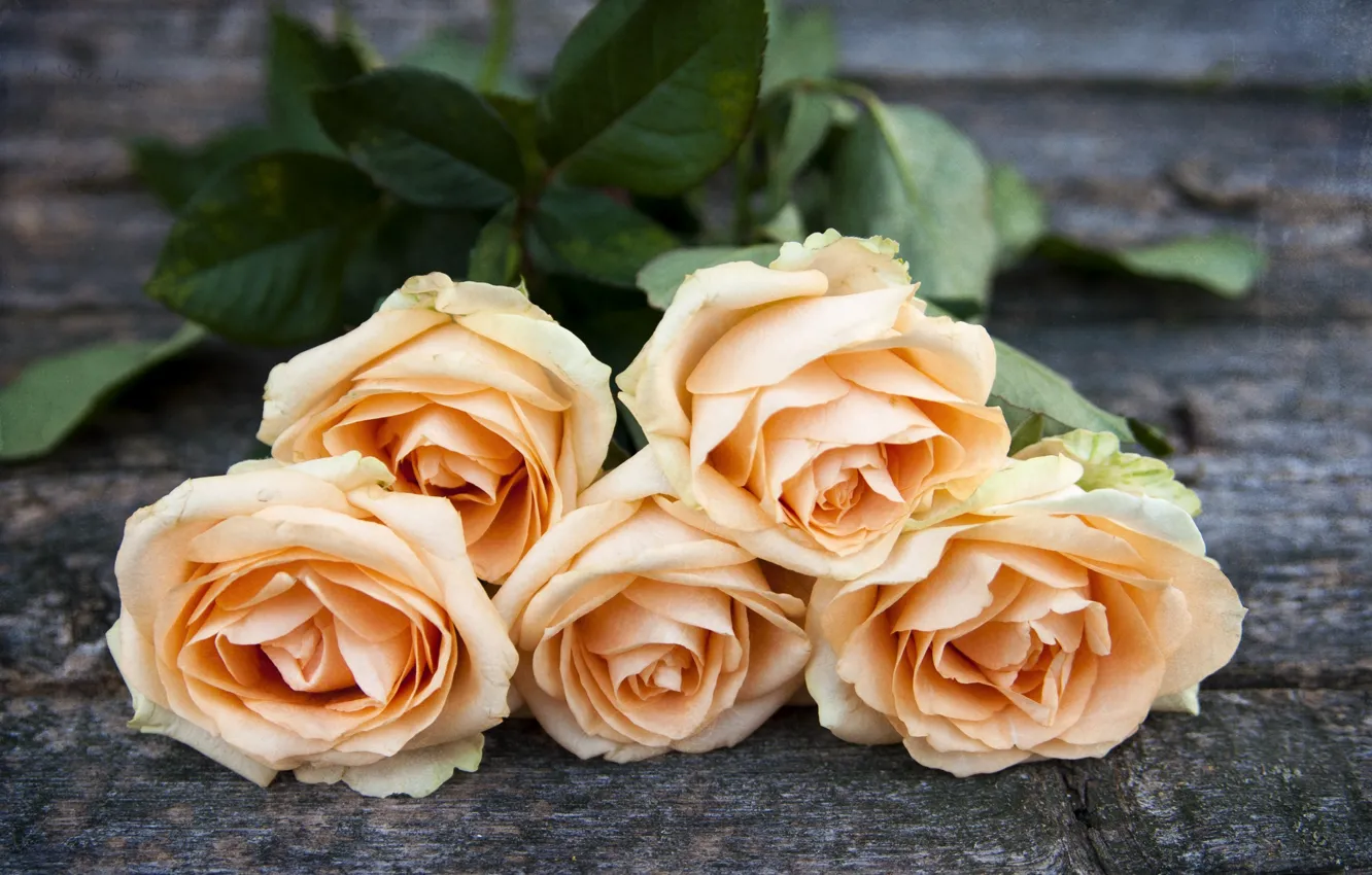 Photo wallpaper roses, bouquet, buds