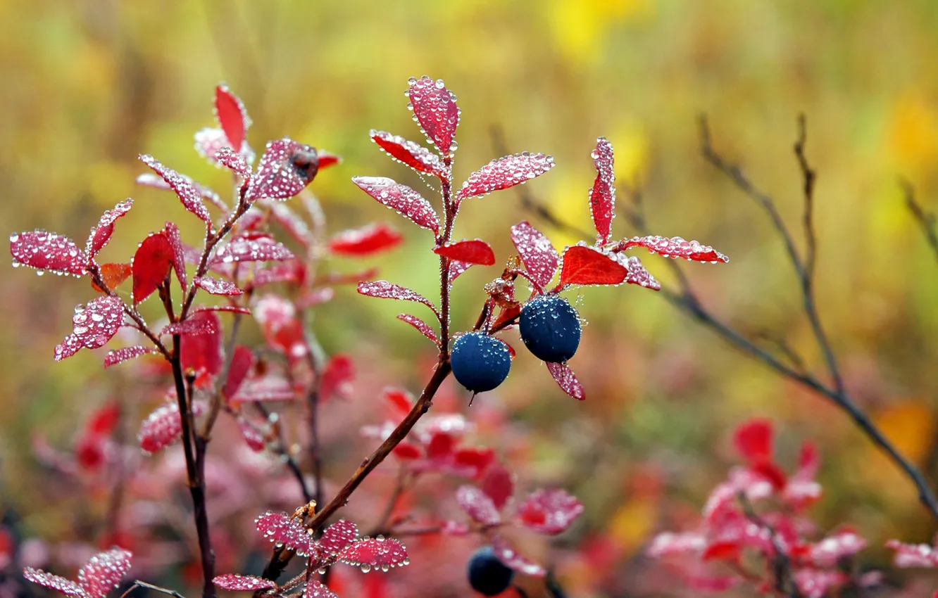 Photo wallpaper nature, food, plants, Nordic berries