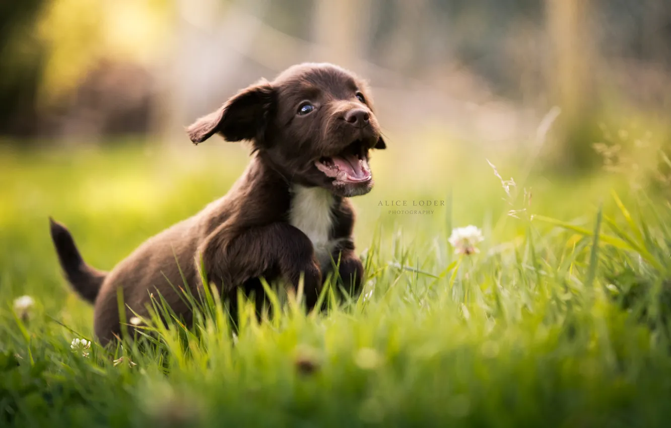 Photo wallpaper grass, joy, puppy, walk, bokeh, doggie, Cocker Spaniel