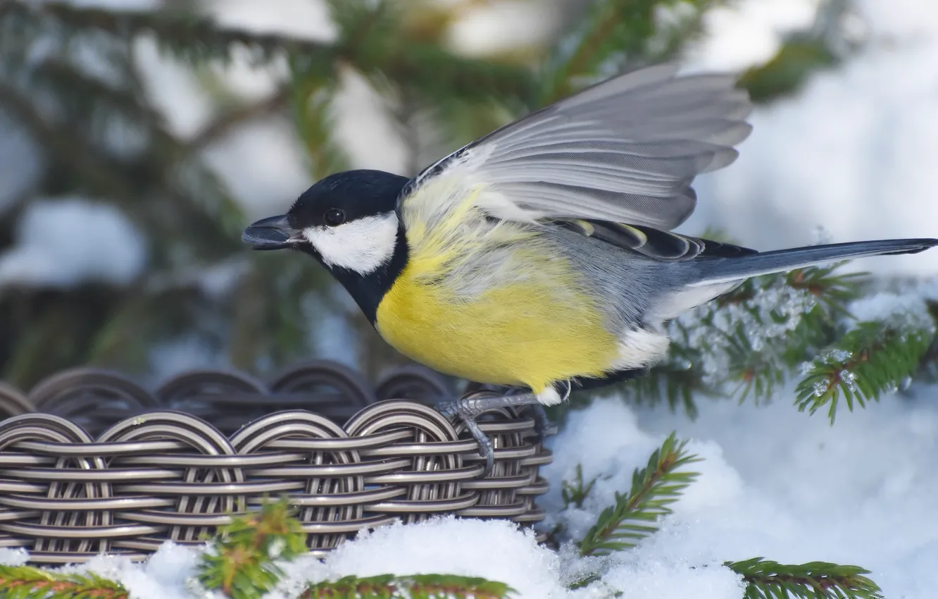 Photo wallpaper winter, bird, tit, photohunt