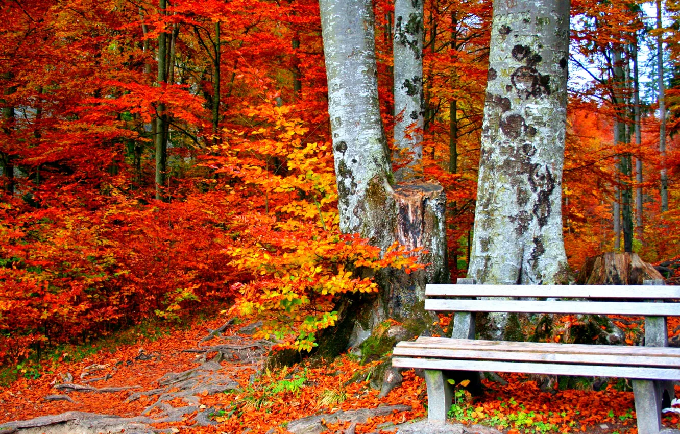 Photo wallpaper bench, yellow leaves, Autumn Park