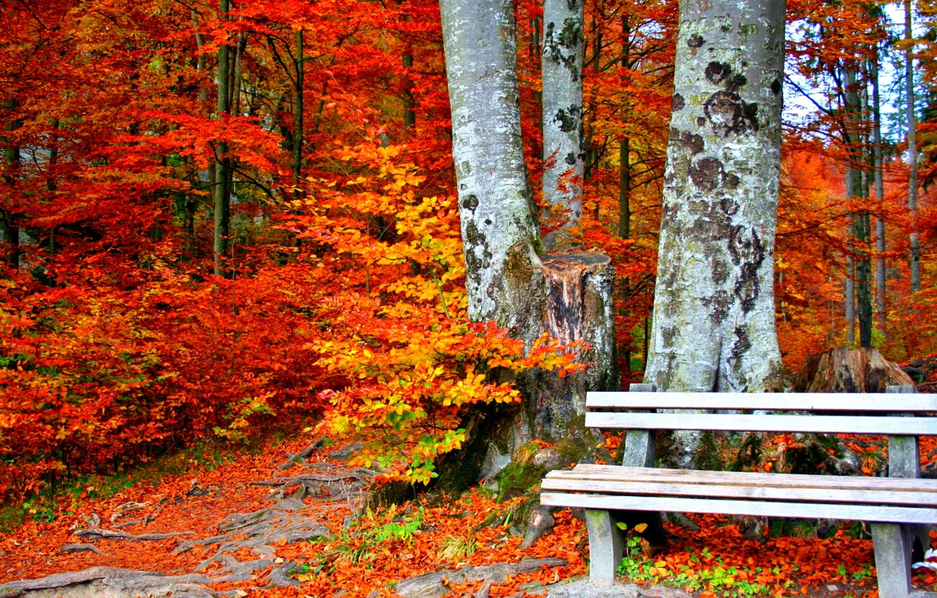 Photo wallpaper bench, yellow leaves, autumn Park