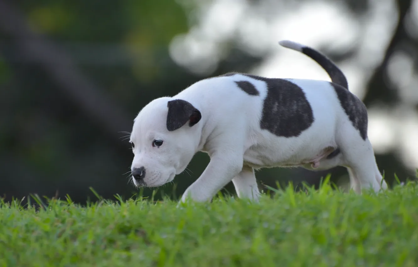 Photo wallpaper dog, baby, puppy, walk