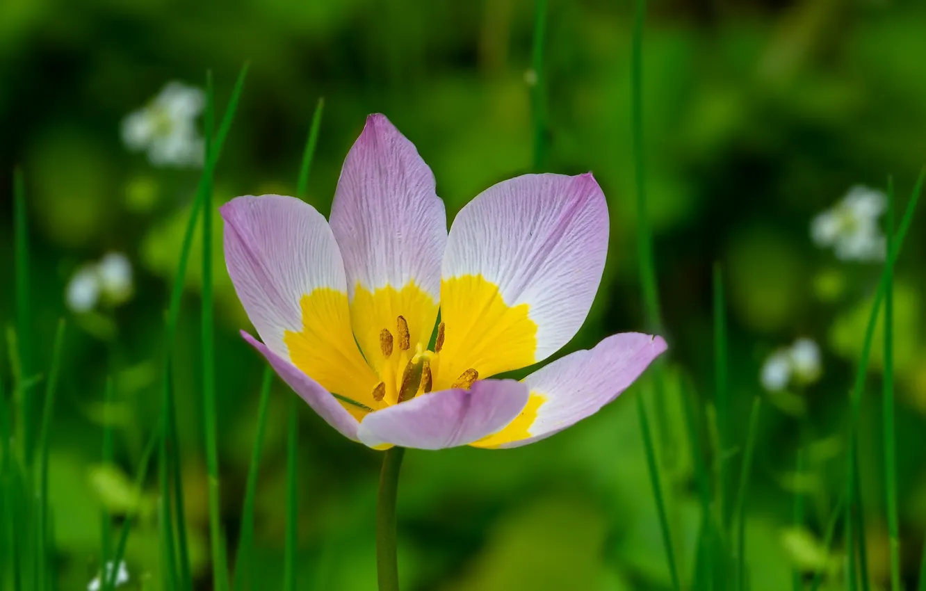 Photo wallpaper grass, macro, petals, tulips