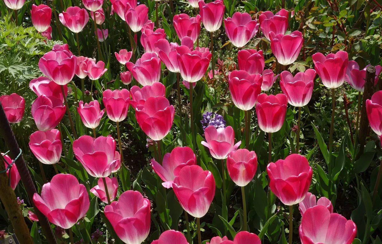Photo wallpaper spring, tulips, flowering